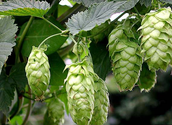The World’s Greatest Relationship: Beer and Hops